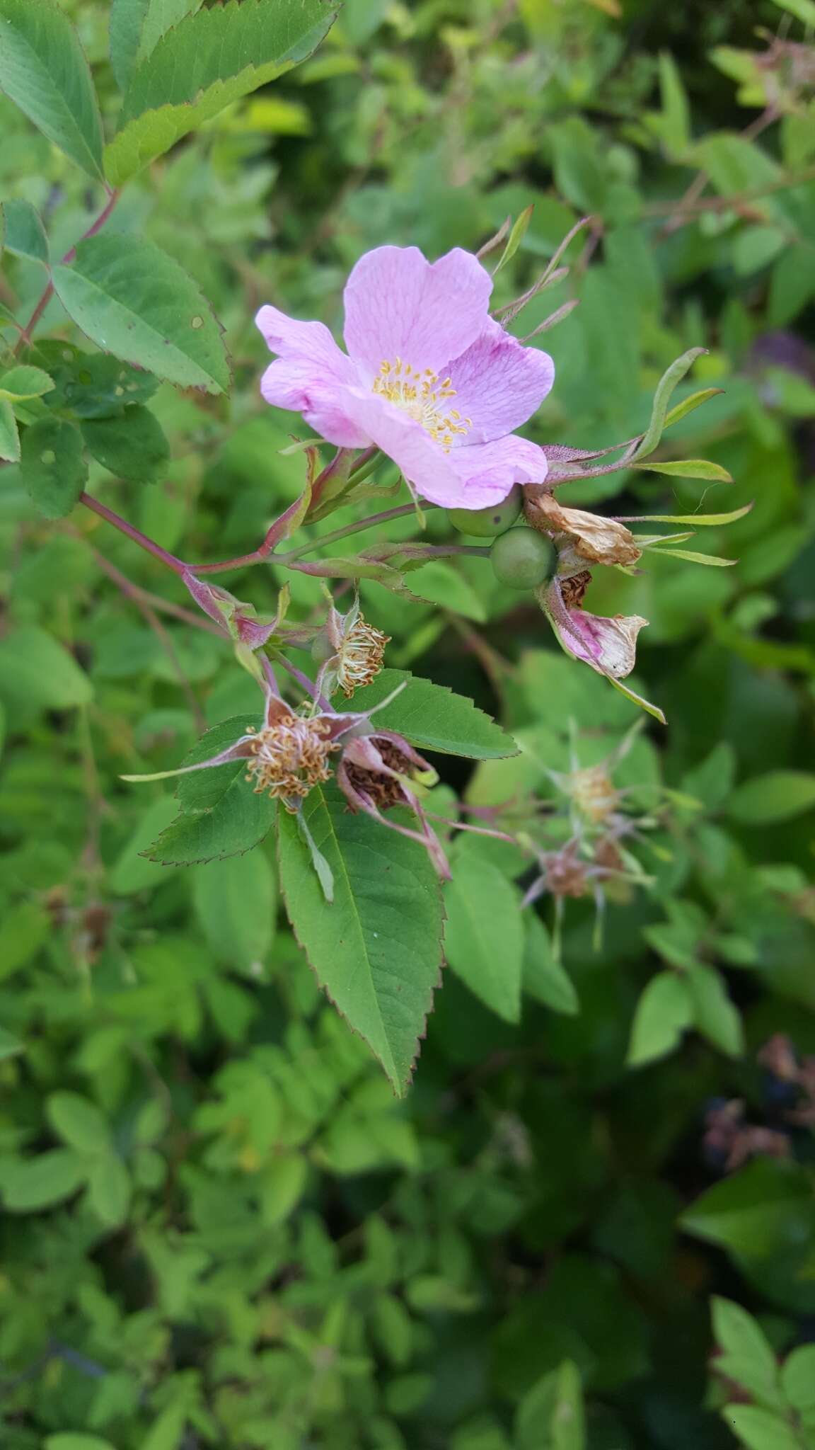 Image of cluster rose