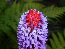 Image of Primula vialii Delavay ex Franch.