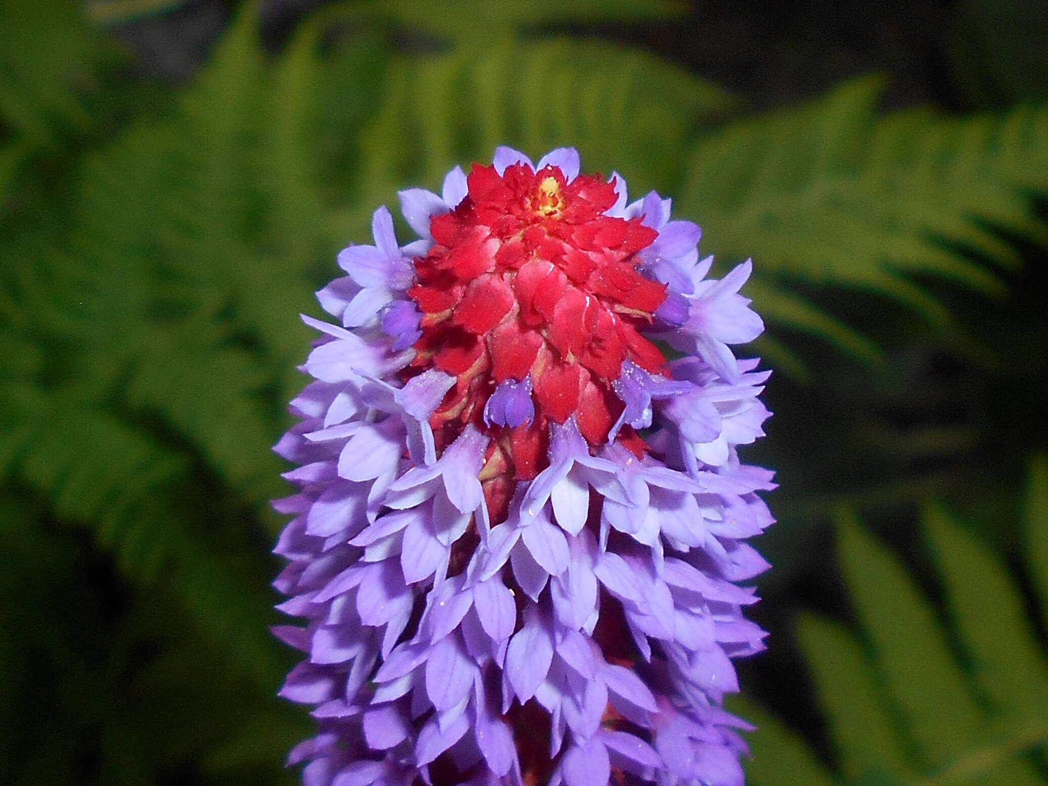 Image of Primula vialii Delavay ex Franch.