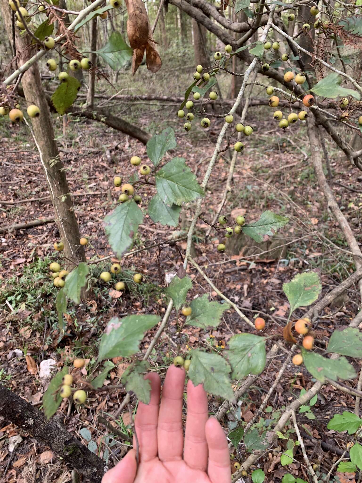 Image of may hawthorn