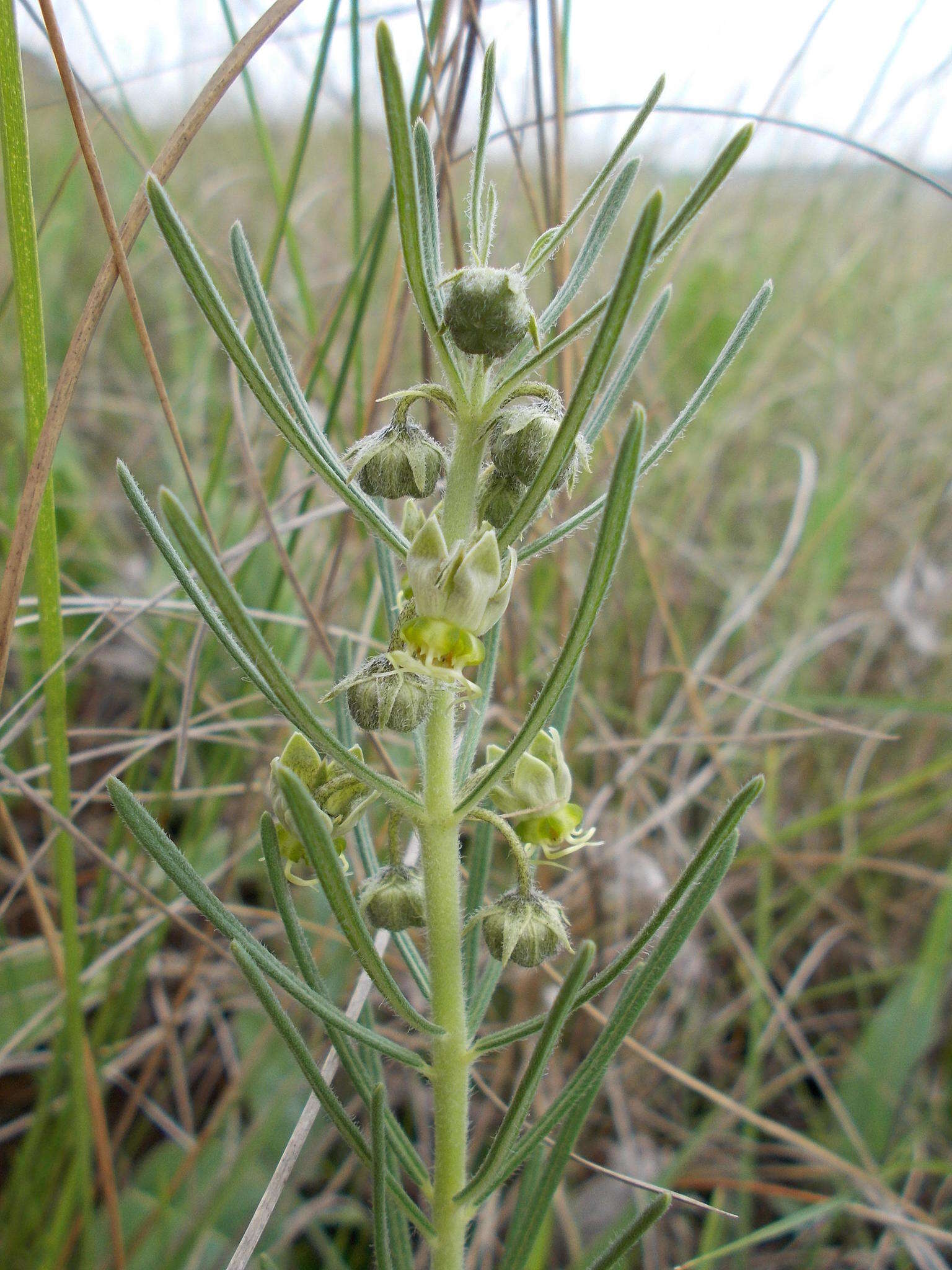 Image of Miraglossum verticillare (Schltr.) F. K. Kupicha