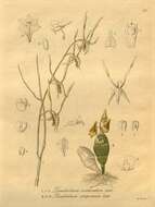 Image of Dendrobium compressum Lindl.