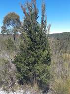 Sivun Leptospermum glaucescens S. Schauer kuva