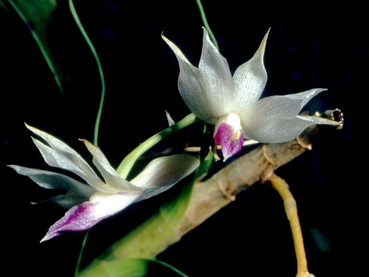 Imagem de Dendrobium amethystoglossum Rchb. fil.