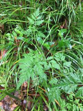 Image of rough hedgeparsley