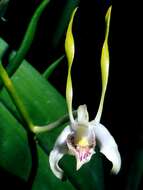 Image of Antelope orchid