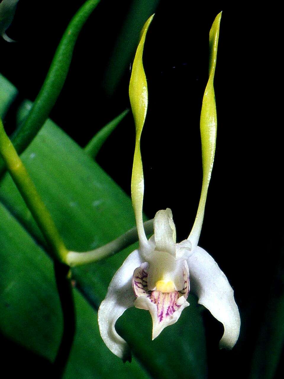 Image of Antelope orchid