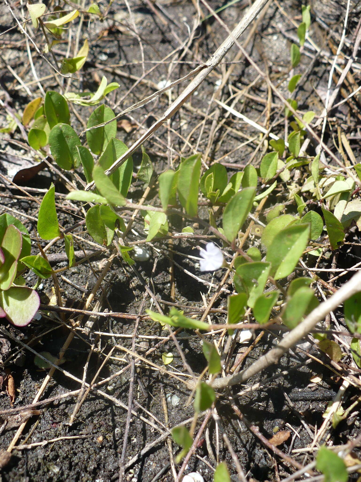 Image of Dwarf Bindweed