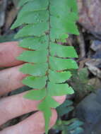 Image de Adiantum tomentosum Kl.