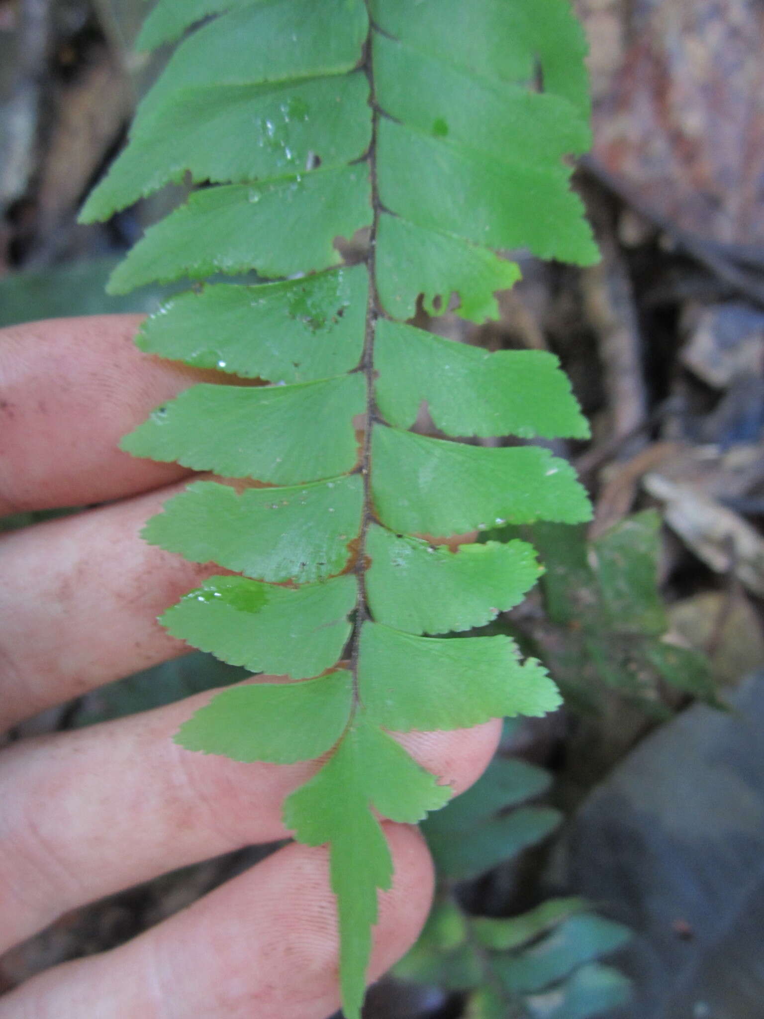 Image of Adiantum tomentosum Kl.