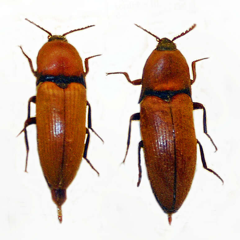 Image of Elater ferrugineus