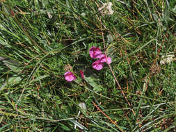 Imagem de Pedicularis kerneri Dalla Torre