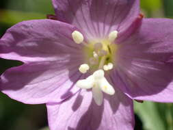 Image of Epilobium duriaei Godron