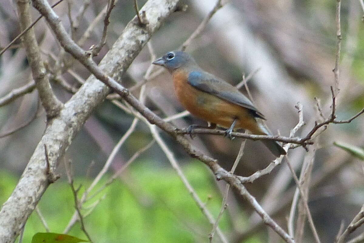 Image of Rose-bellied Bunting