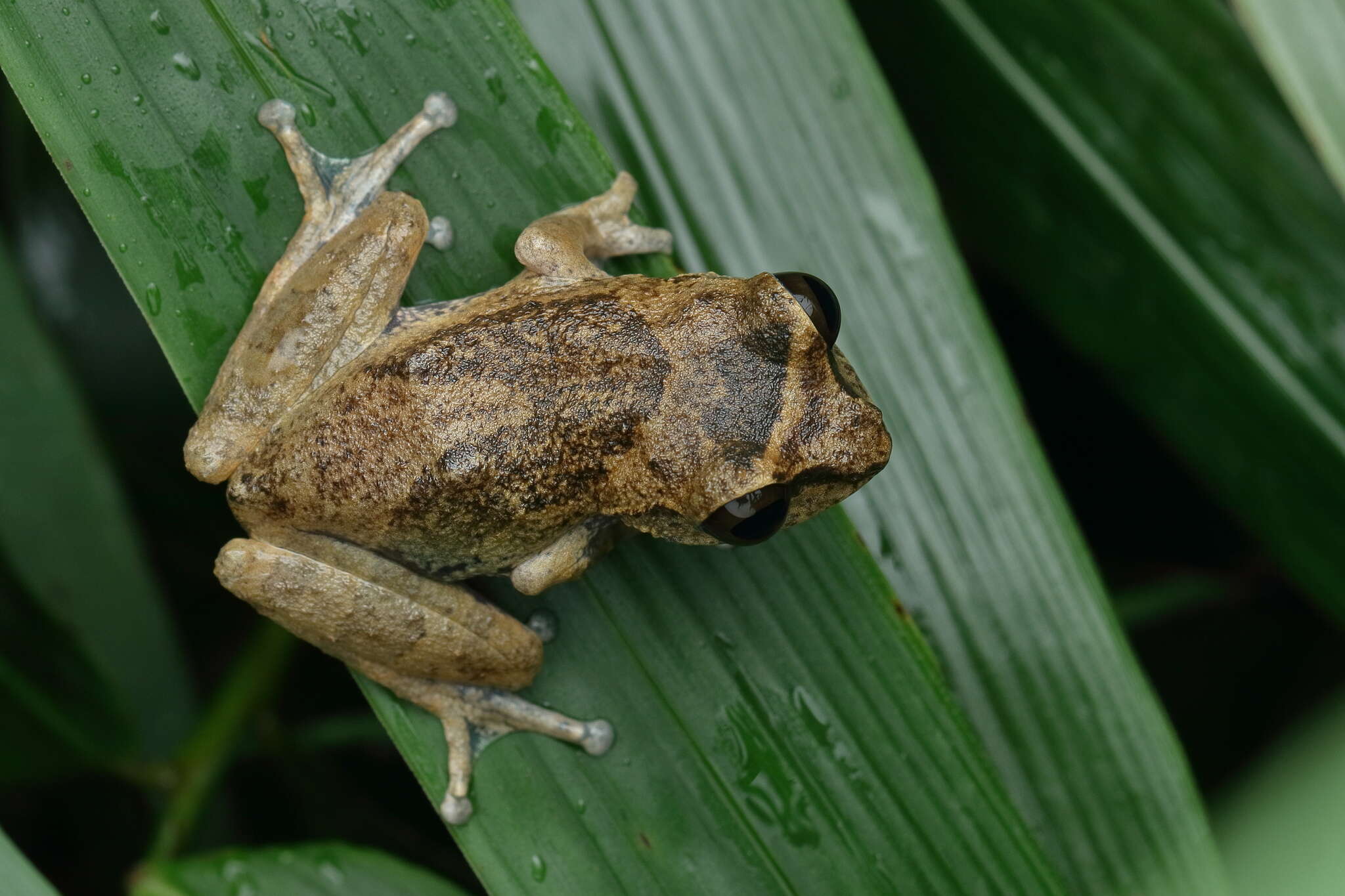 Image of Sushil's Bushfrog