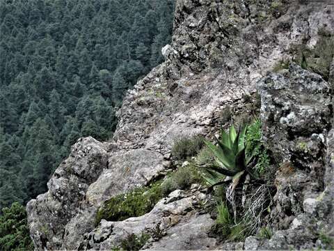 Слика од Agave salmiana subsp. crassispina (Trel.) Gentry