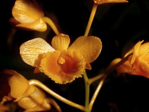 Dendrobium chrysanthum Wall. ex Lindl. resmi