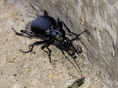 صورة Scaphinotus (Brennus) interruptus (Ménétriés 1843)