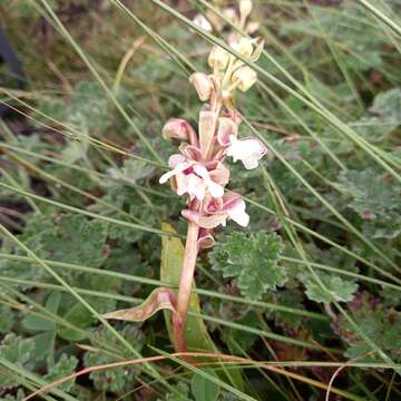 Image of Pterygodium cooperi Rolfe