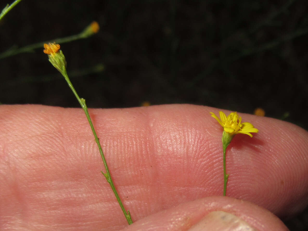 Image of broomweed