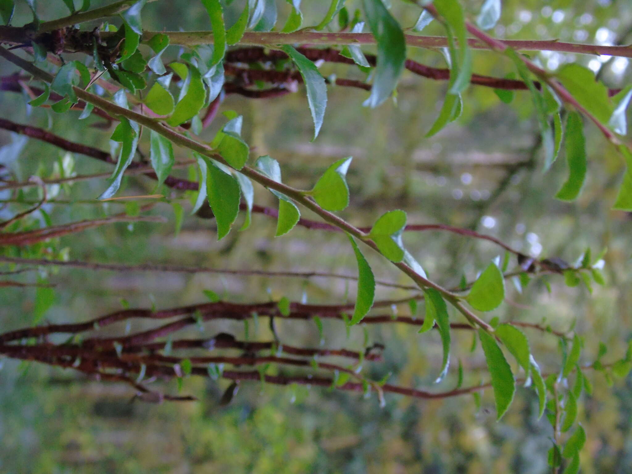 Image of evergreen huckleberry