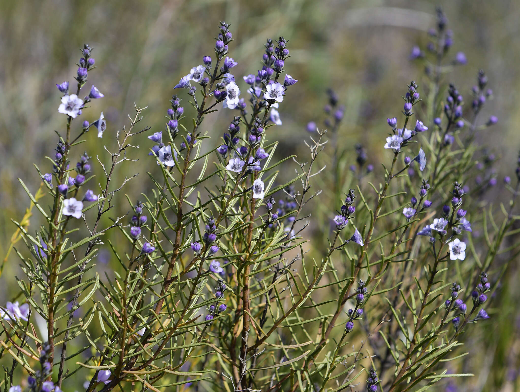 Image of Cyanostegia