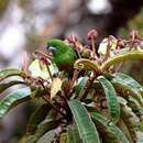 Image of Plum-faced Lorikeet