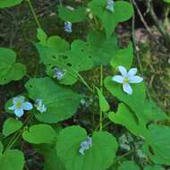 Image of Canadian white violet