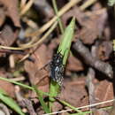 Image of Eristalotabanus violaceus Krober 1931