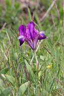 Plancia ëd Iris pumila L.