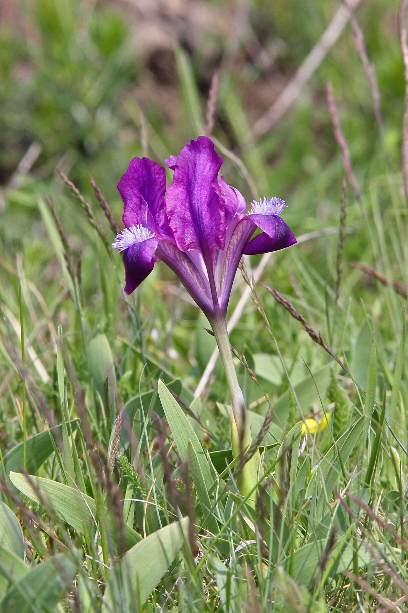 Plancia ëd Iris pumila L.