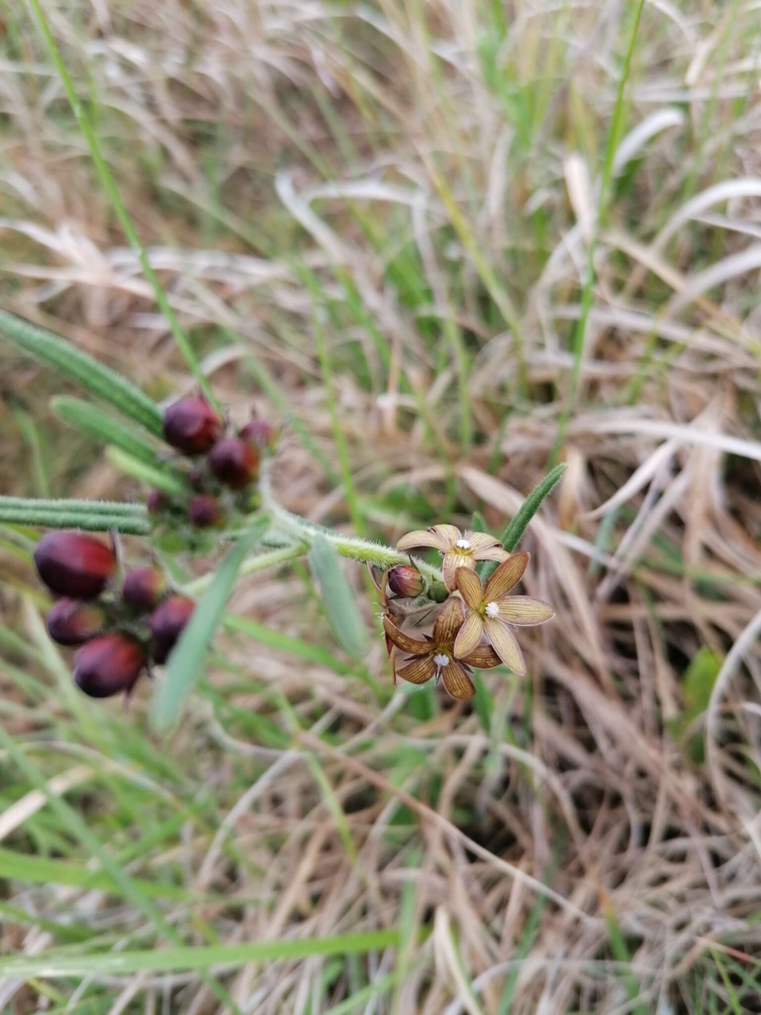 Schizoglossum stenoglossum Schltr.的圖片