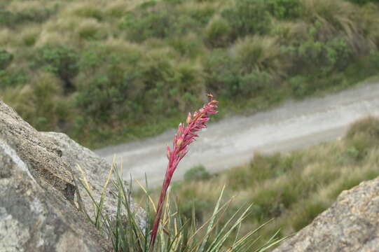 Image of Fernseea itatiaiae (Wawra) Baker