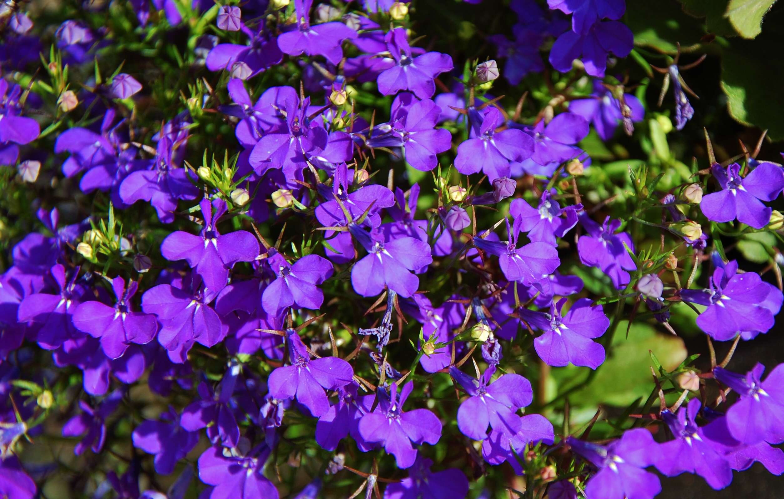 Image of edging lobelia