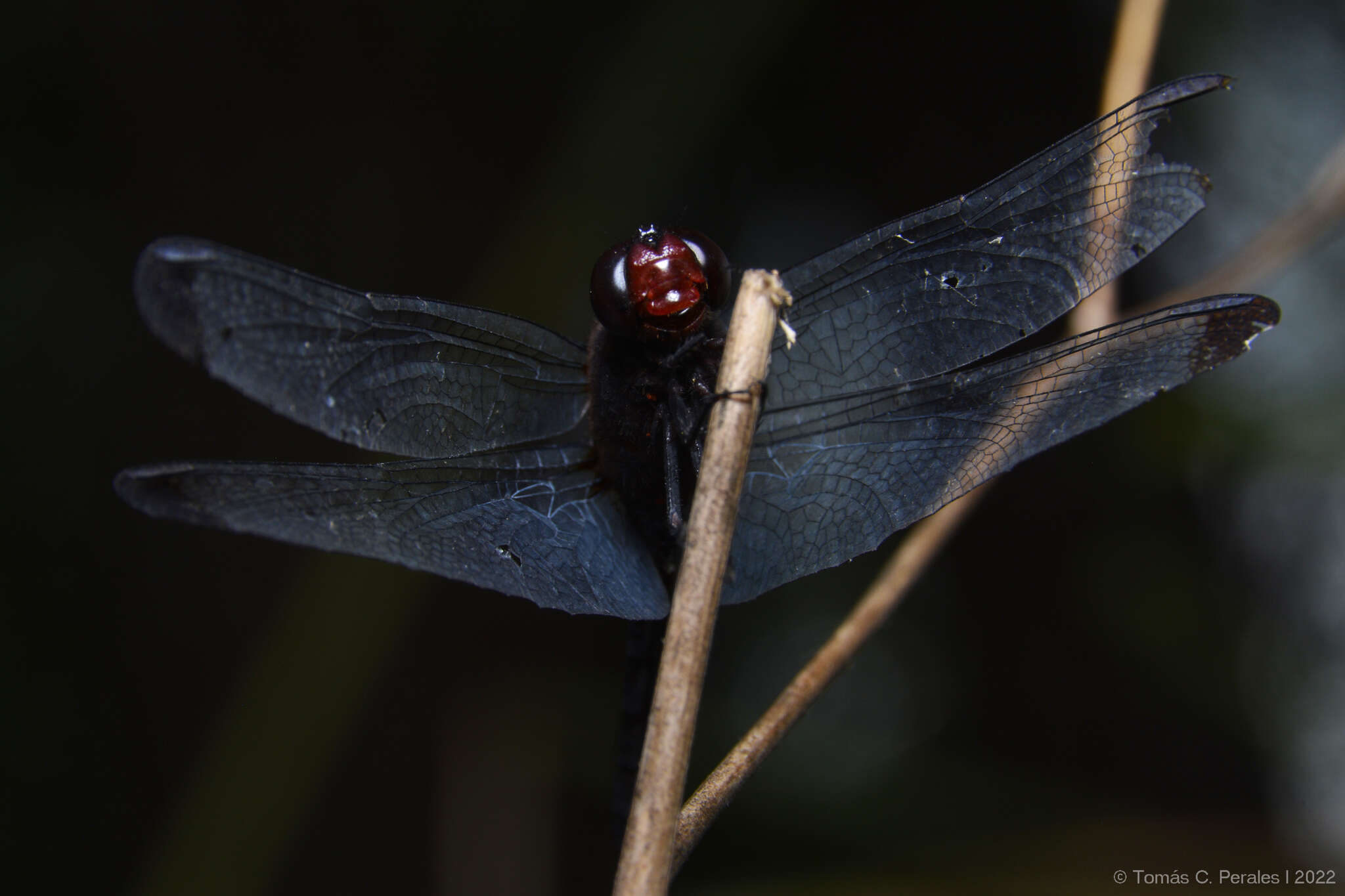 Image de Erythrodiplax atroterminata Ris 1911