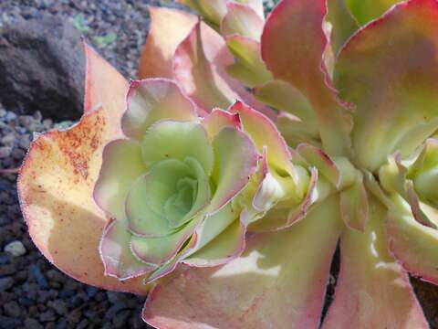 Image of Aeonium cuneatum Webb & Berth.