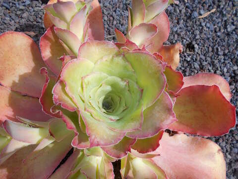 Image of Aeonium cuneatum Webb & Berth.