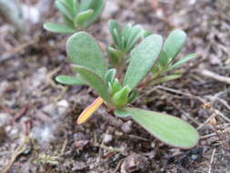 Image of common purslane