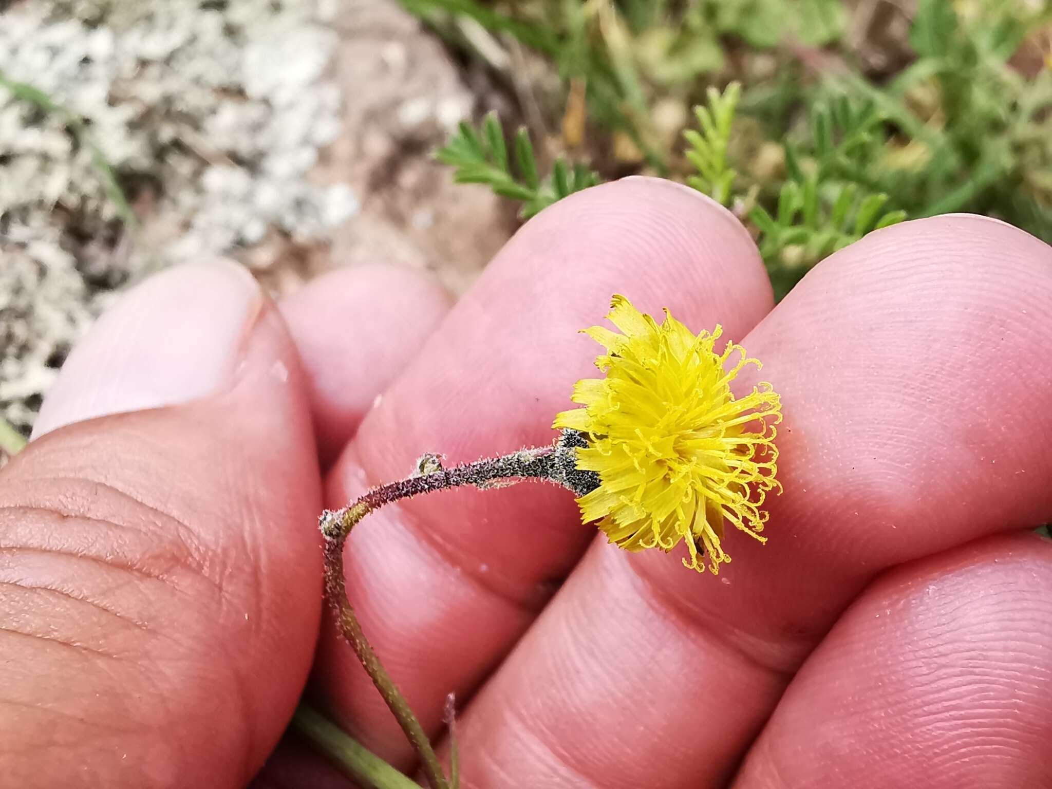 Image of Rusby's hawkweed