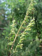 Слика од Teucrium scorodonia L.