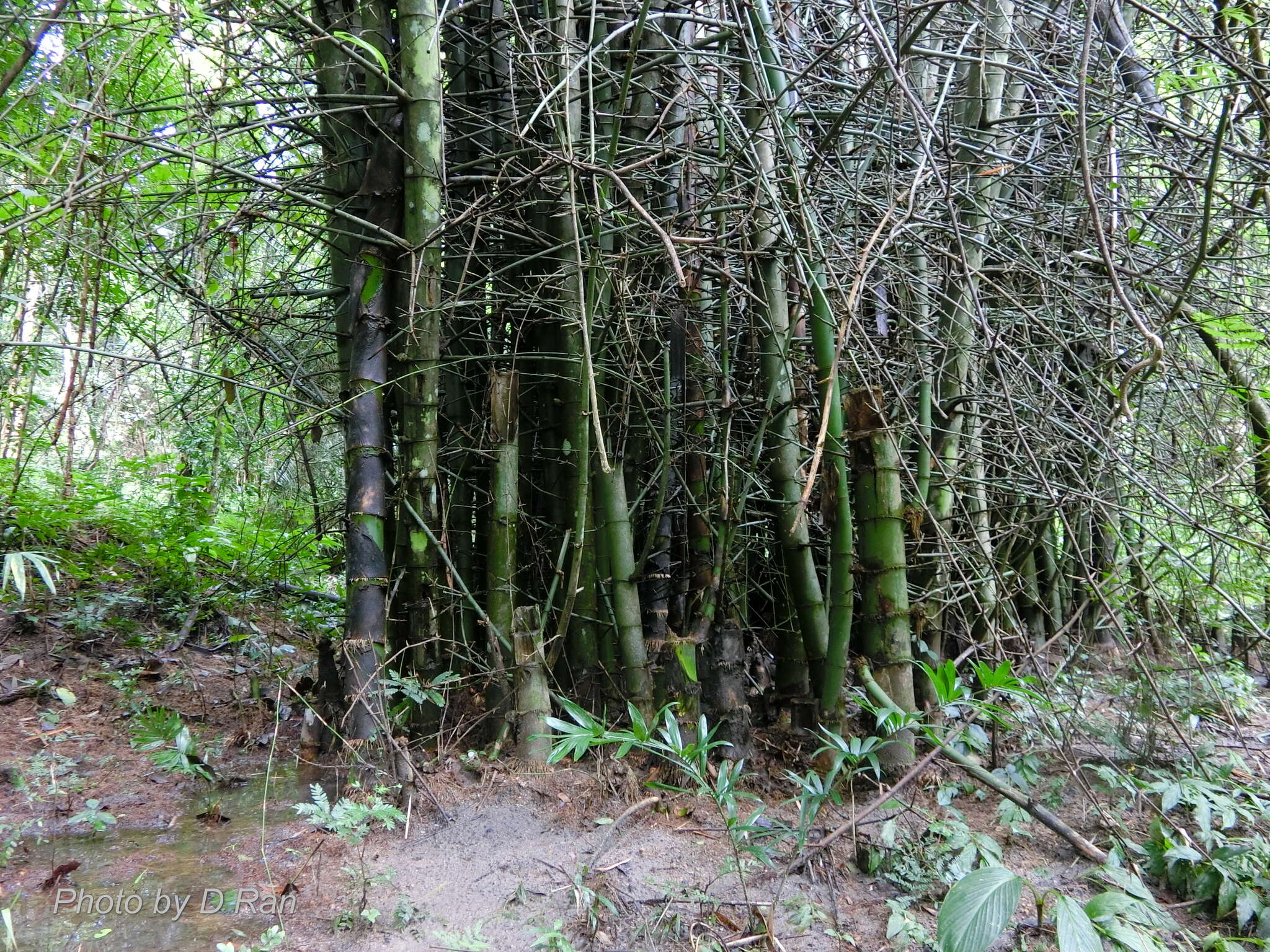 Image of Indian Thorny Bamboo