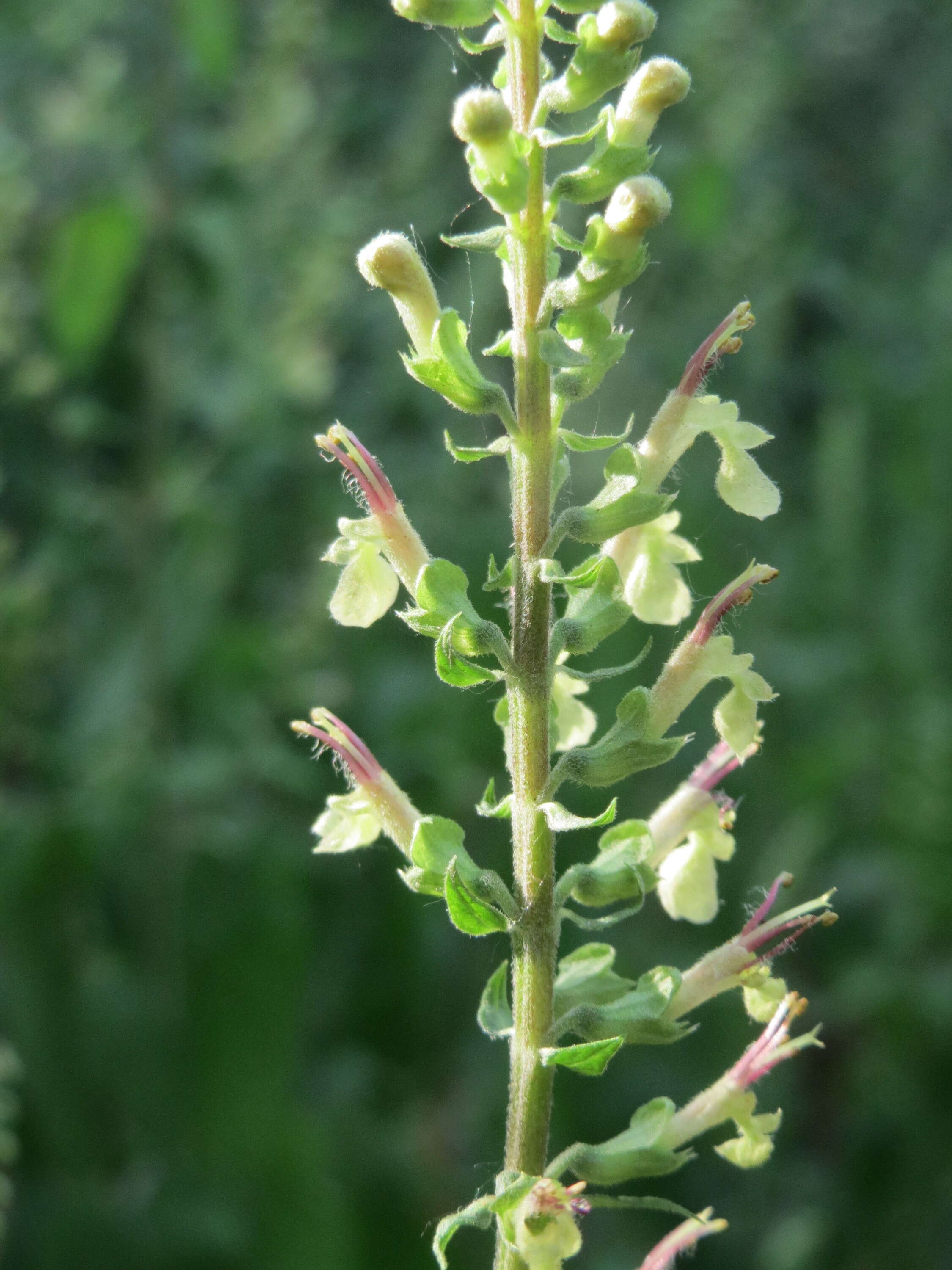 Слика од Teucrium scorodonia L.