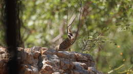 Image of Spinifex Pigeon