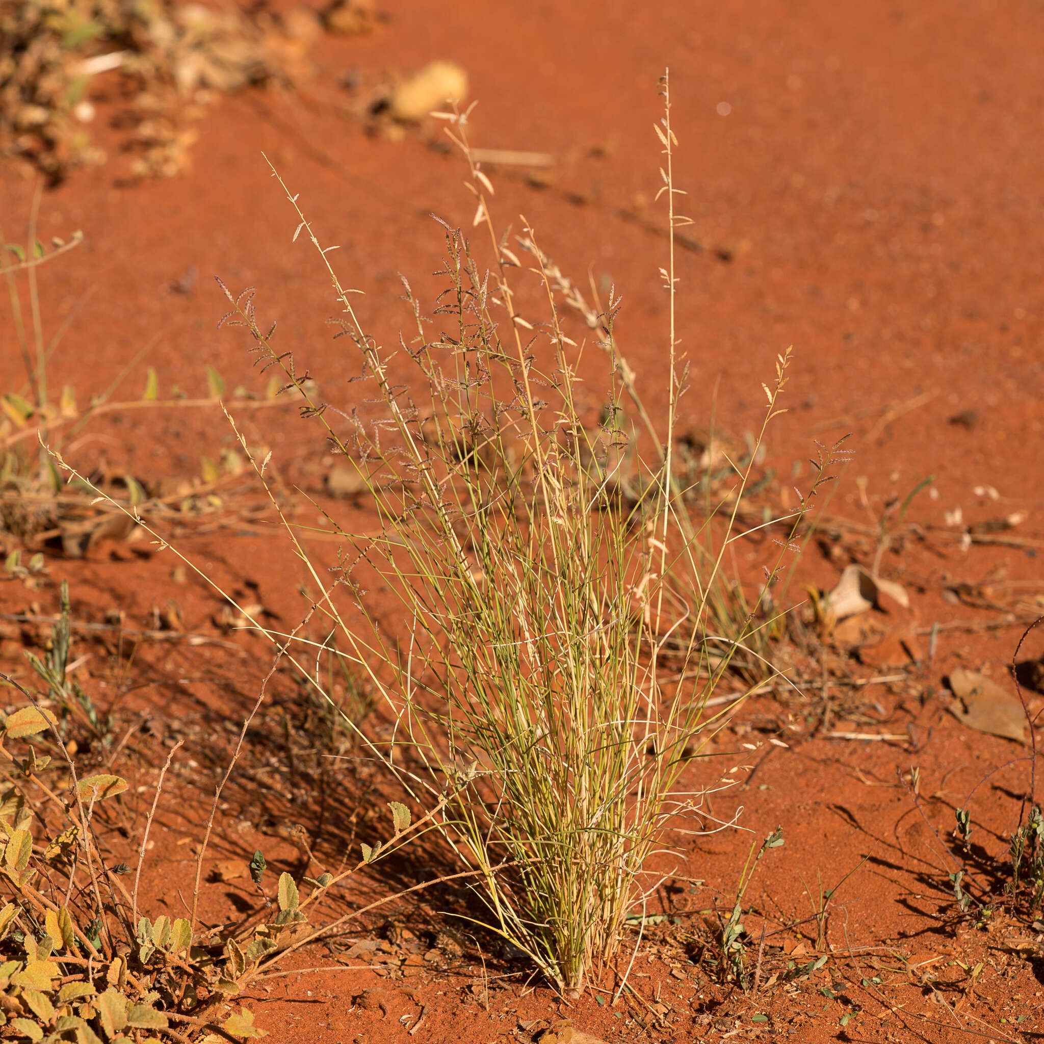 Image of Eragrostis eriopoda Benth.