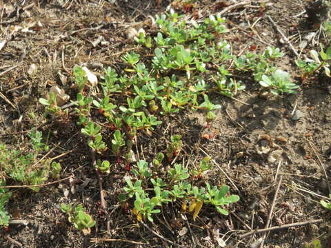 Image of common purslane