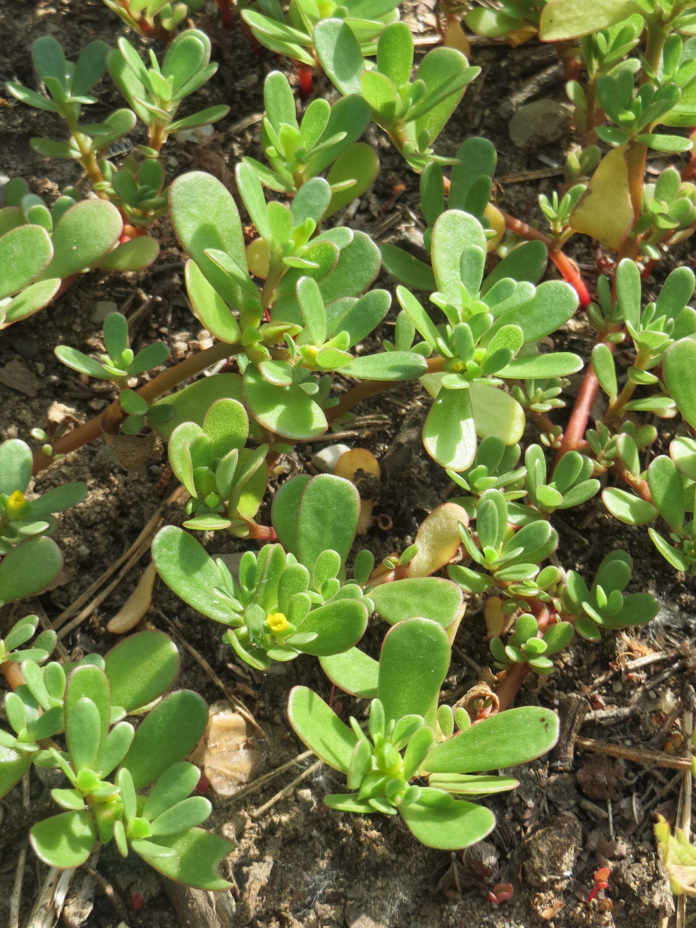 Image of common purslane