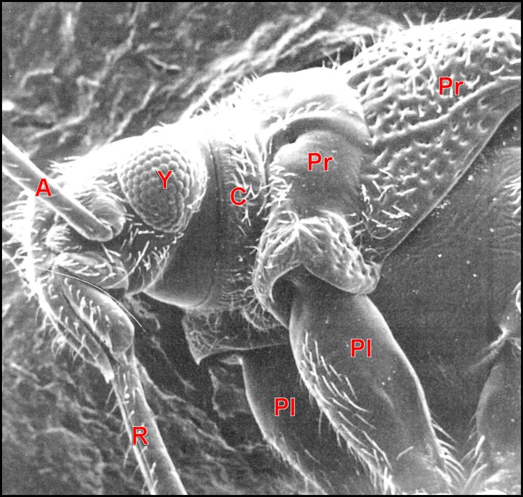 Image of Arachnocoris