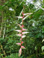 Image of Heliconia chartacea Lane ex Barreiros