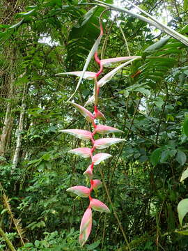 Image of Heliconia chartacea Lane ex Barreiros