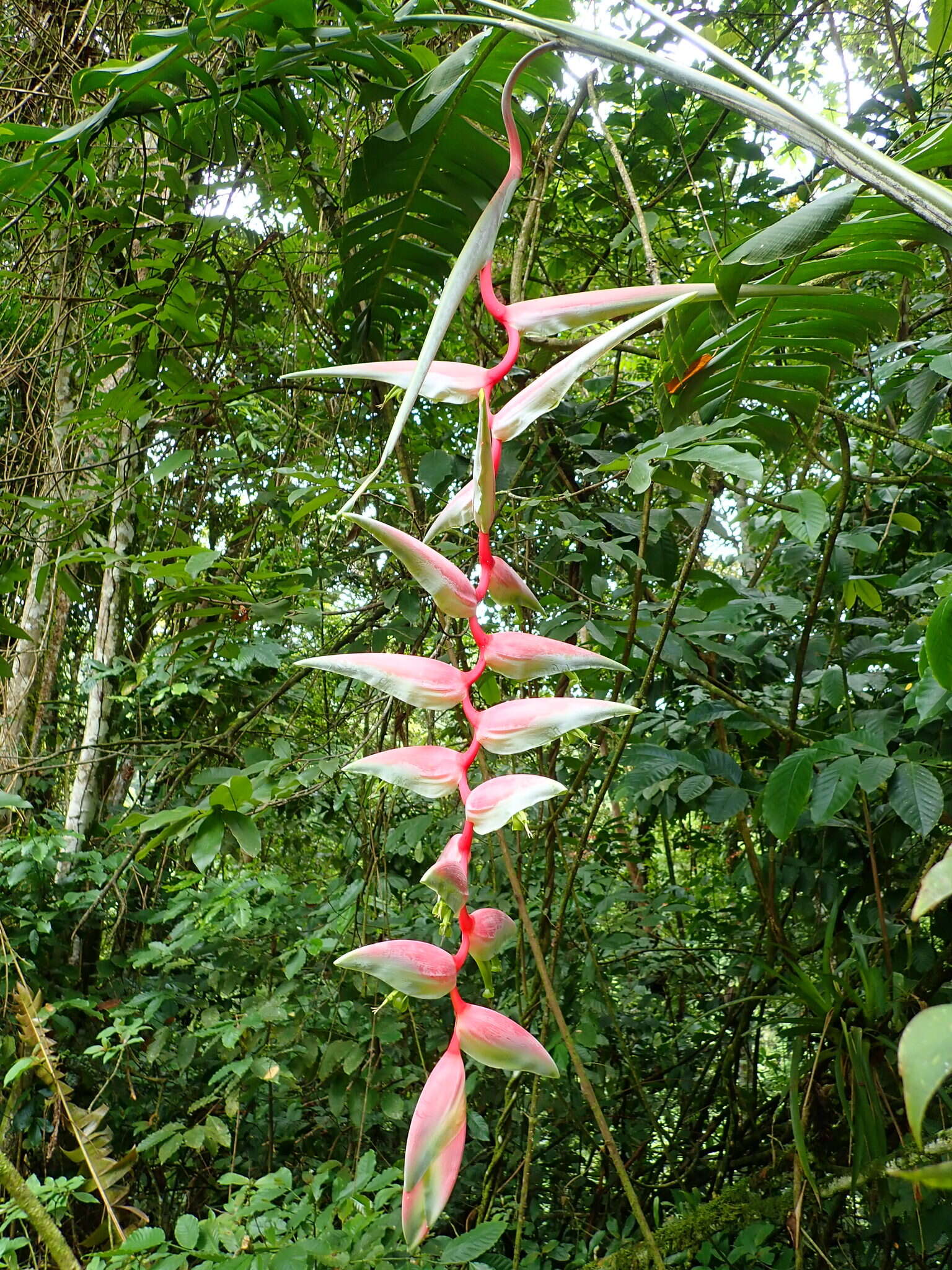 Image of Heliconia chartacea Lane ex Barreiros